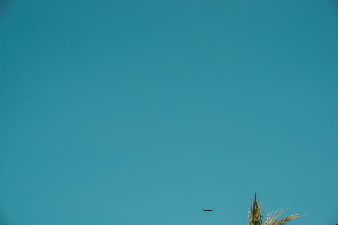 Clear blue sky with a distant bird and a palm frond in the corner, illustrating a serene environment related to the powder blue isopod care.