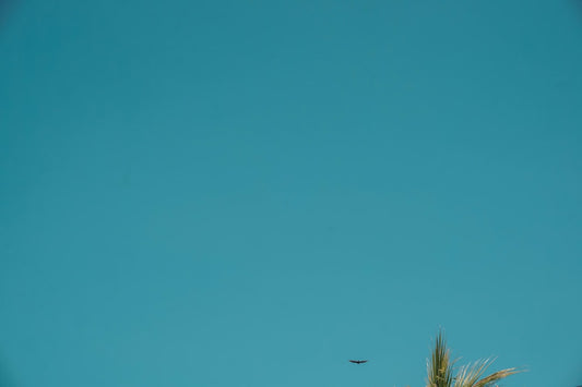 Clear blue sky with a distant bird and a palm frond in the corner, illustrating a serene environment related to the powder blue isopod care.