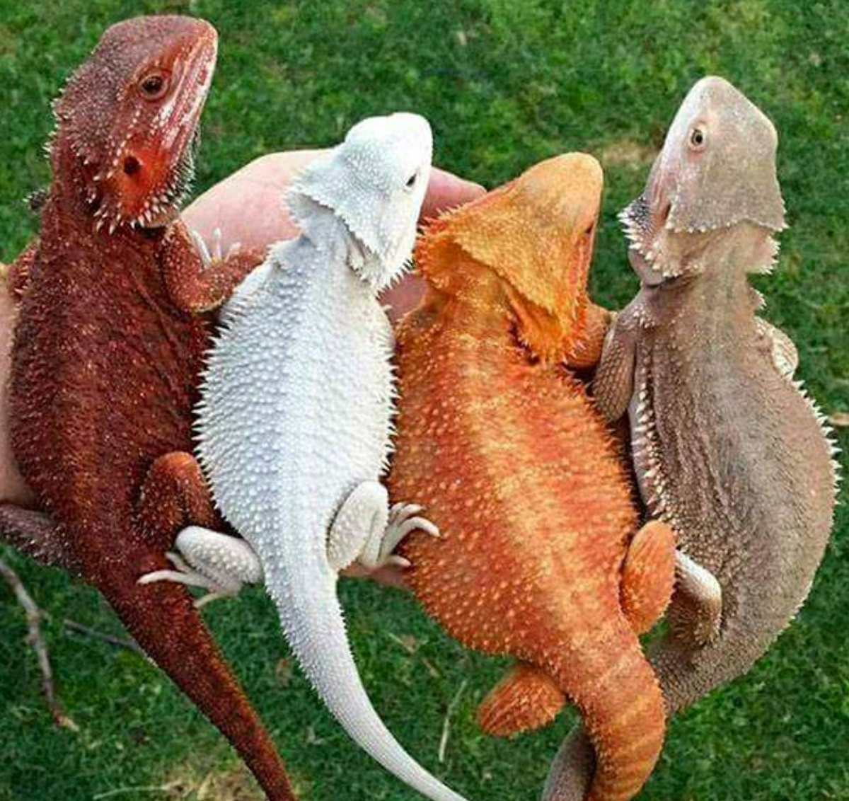 Bearded Dragons - All Angles Creatures