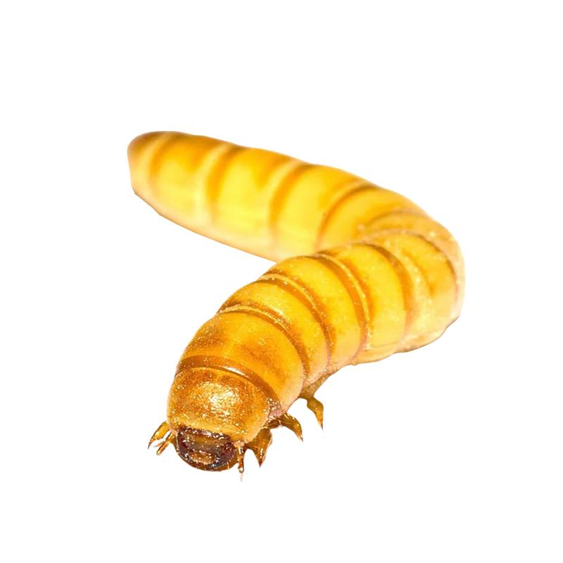 Mealworms - All Angles Creatures