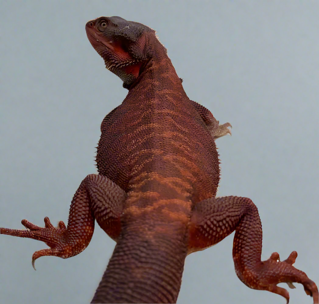 Red Monster Bearded Dragon - All Angles Creatures