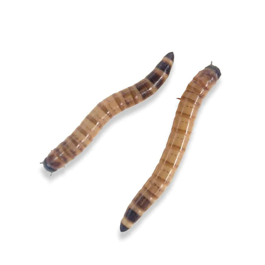 Large Superworms (2+ Inches) – Nutrient-Rich Live Feeders for Reptiles, Birds & Exotic Pets - All Angles Creatures